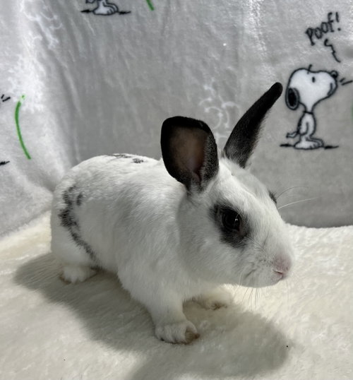 Elliot, a rabbit for adoption from Bunny Lu Adoptions Inc aka Bunny Lu Rabbit Rescue