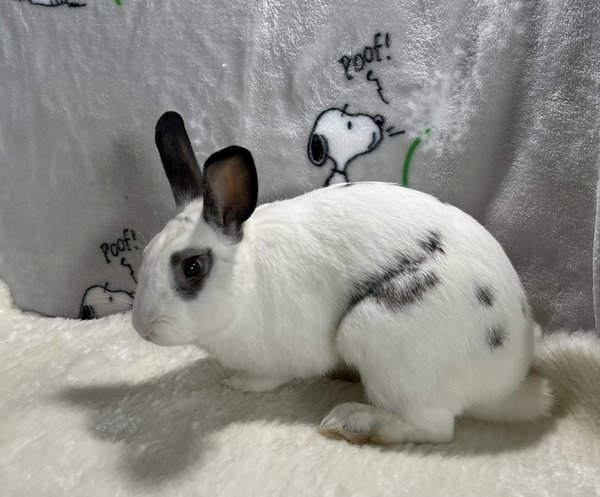 Elliot