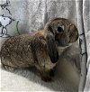 adoptable Rabbit in  named Bridgette