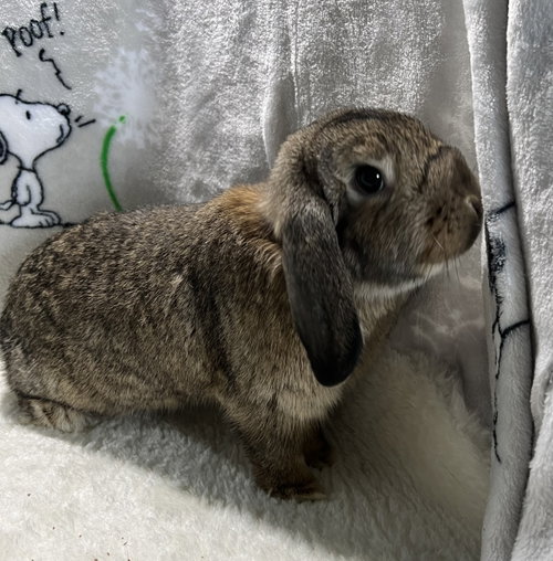 Bridgette, a rabbit for adoption from Bunny Lu Adoptions Inc aka Bunny Lu Rabbit Rescue