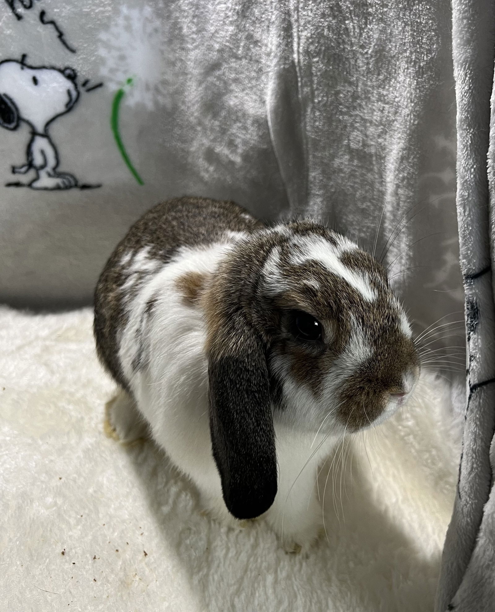 adoptable Rabbit in Waynesboro, VA named Blaze