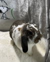 adoptable Rabbit in  named Blaze