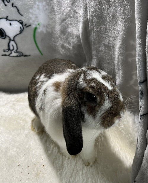 Blaze, a rabbit for adoption from Bunny Lu Adoptions Inc aka Bunny Lu Rabbit Rescue