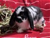adoptable Rabbit in  named Braden