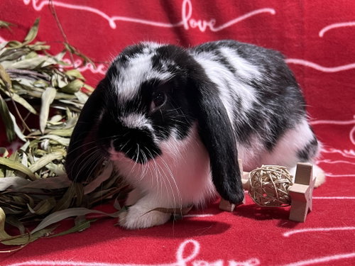 Braden, a rabbit for adoption from Bunny Lu Adoptions Inc aka Bunny Lu Rabbit Rescue