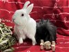 adoptable Rabbit in waynesboro, VA named Snowflake and Roger
