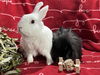 adoptable Rabbit in  named Snowflake and Roger