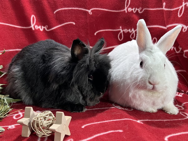 Snowflake and Roger