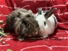 adoptable Rabbit in waynesboro, VA named Gigi and Prince