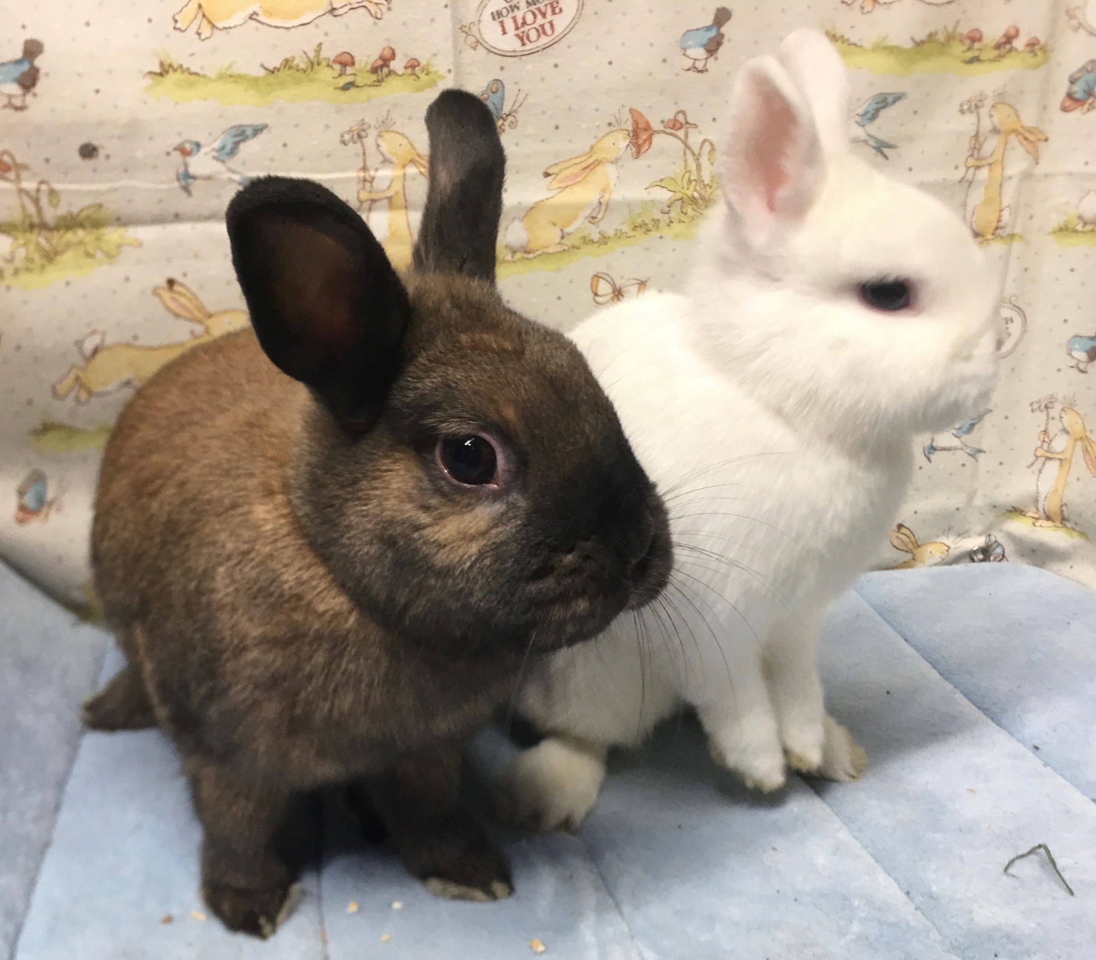 adoptable Rabbit in Waynesboro, VA named Peace and Joy