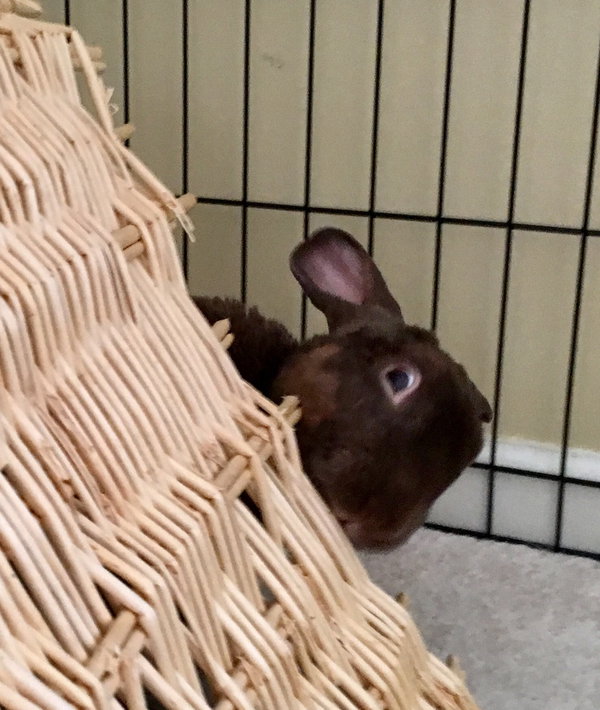 Archie