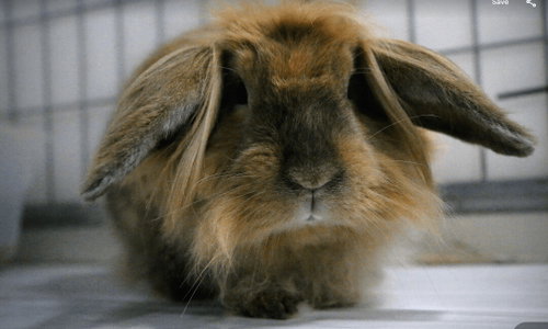 Brandy, a rabbit for adoption from Bunny Lu Adoptions Inc aka Bunny Lu Rabbit Rescue