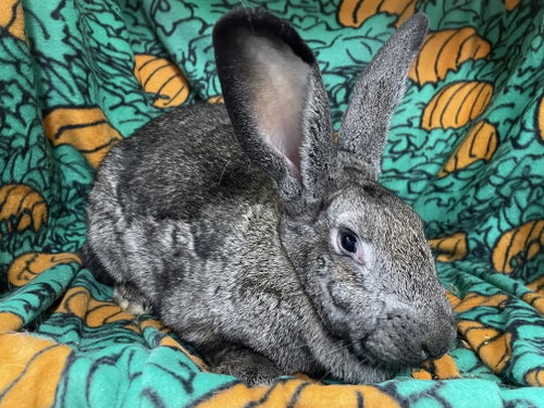 Francesca, a rabbit for adoption from Bunny Lu Adoptions Inc aka Bunny Lu Rabbit Rescue