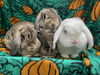 adoptable Rabbit in  named Abbot , Lola and Larry