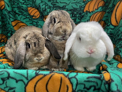 Abbot , Lola and Larry, a rabbit for adoption from Bunny Lu Adoptions Inc aka Bunny Lu Rabbit Rescue