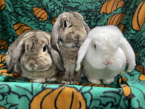 Photo 2 of Abbot , Lola and Larry
