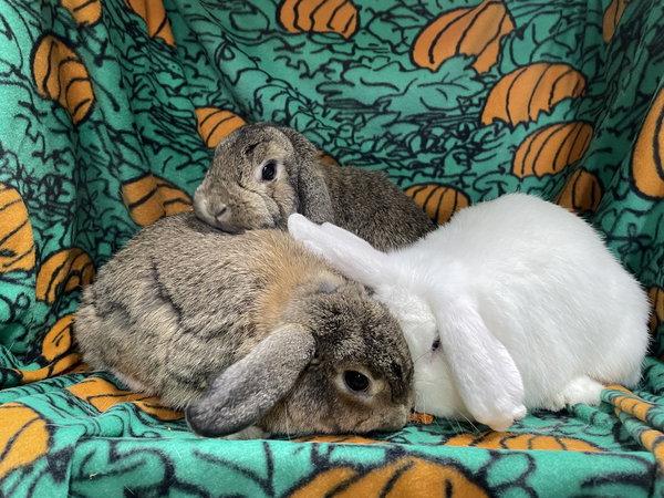 Abbot , Lola and Larry