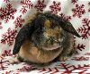 adoptable Rabbit in  named Heidi
