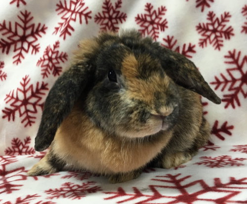 Heidi, a rabbit for adoption from Bunny Lu Adoptions Inc aka Bunny Lu Rabbit Rescue