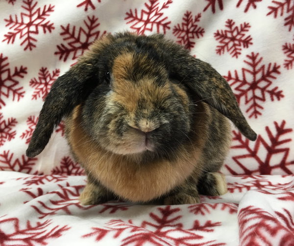 Heidi
