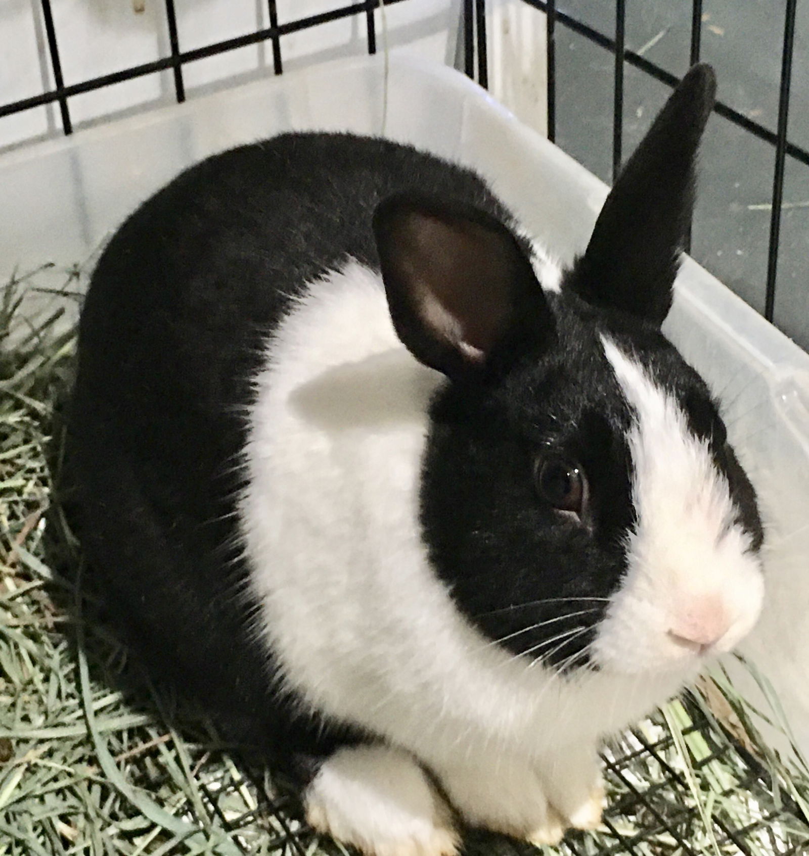 adoptable Rabbit in Waynesboro, VA named Baxter