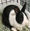 adoptable Rabbit in  named Baxter