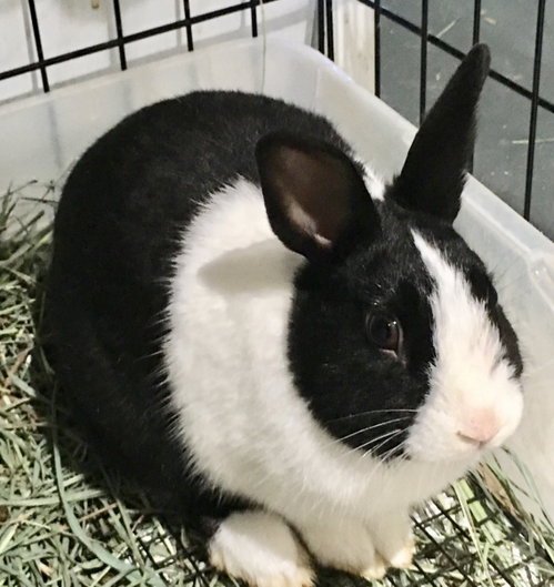 Baxter, a rabbit for adoption from Bunny Lu Adoptions Inc aka Bunny Lu Rabbit Rescue