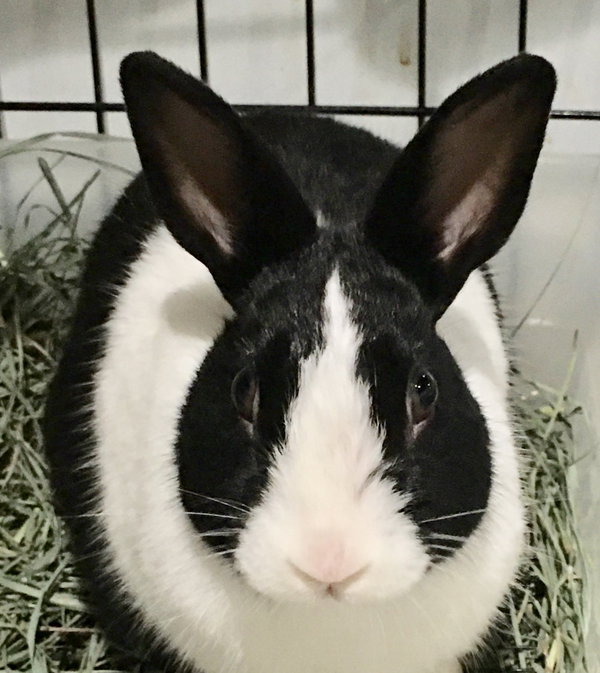 Baxter