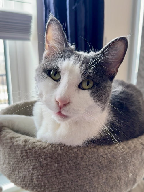 picture of the cat needing adoption