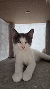 Mowgli - Photo 3