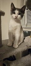 Mowgli - Photo 4