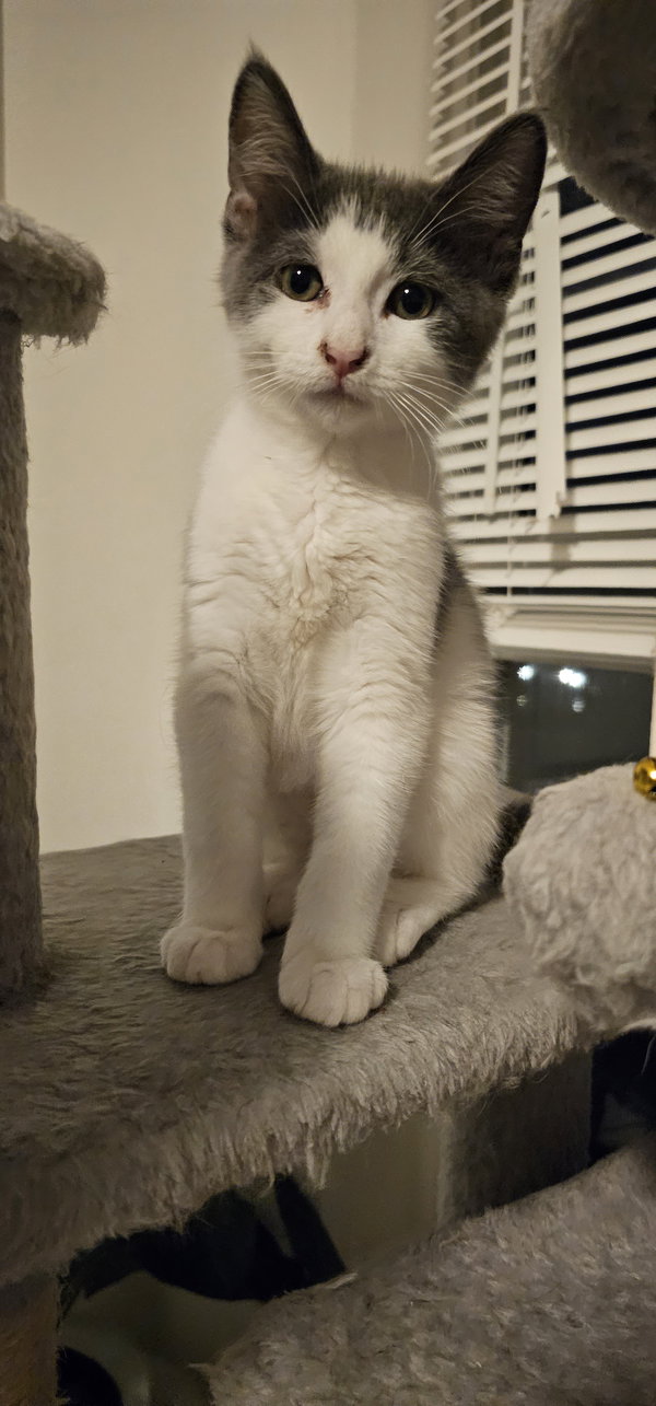 Mowgli