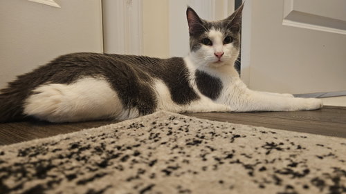 MOWGLI - Domestic Short Hair available for adoption
