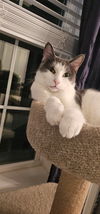 adoptable Cat in hanover, PA named Mowgli