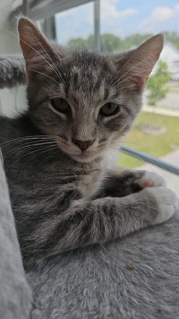 Baloo