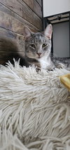 Baloo - Photo 5