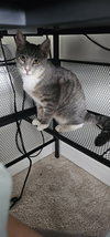 Baloo - Photo 7