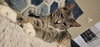 Baloo - Photo 4