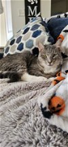 adoptable Cat in hanover, PA named Baloo