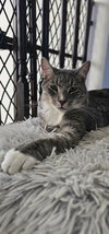 Baloo - Photo 2