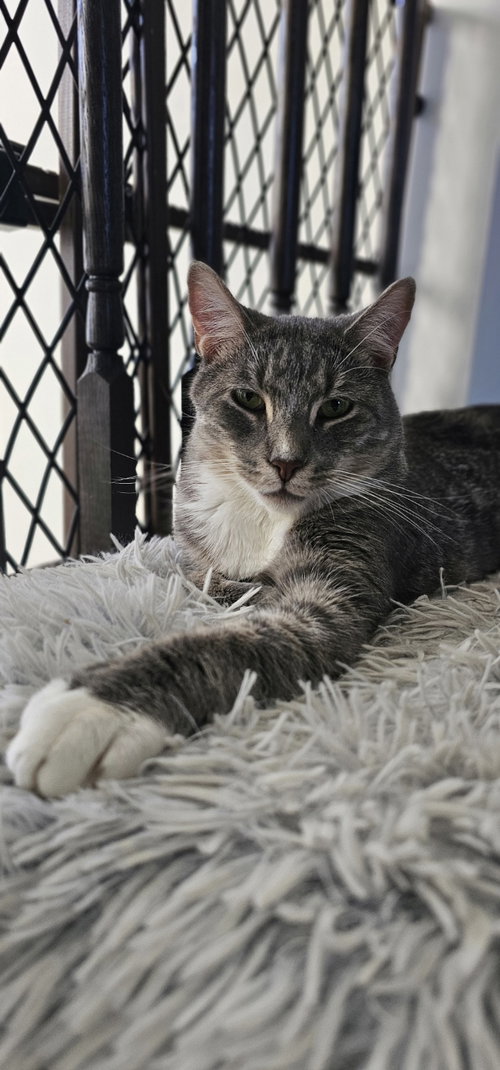 BALOO - Domestic Short Hair available for adoption