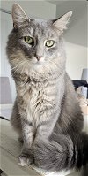 adoptable Cat in hanover, PA named Akela