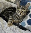 adoptable Cat in hanover, pa, PA named Weis
