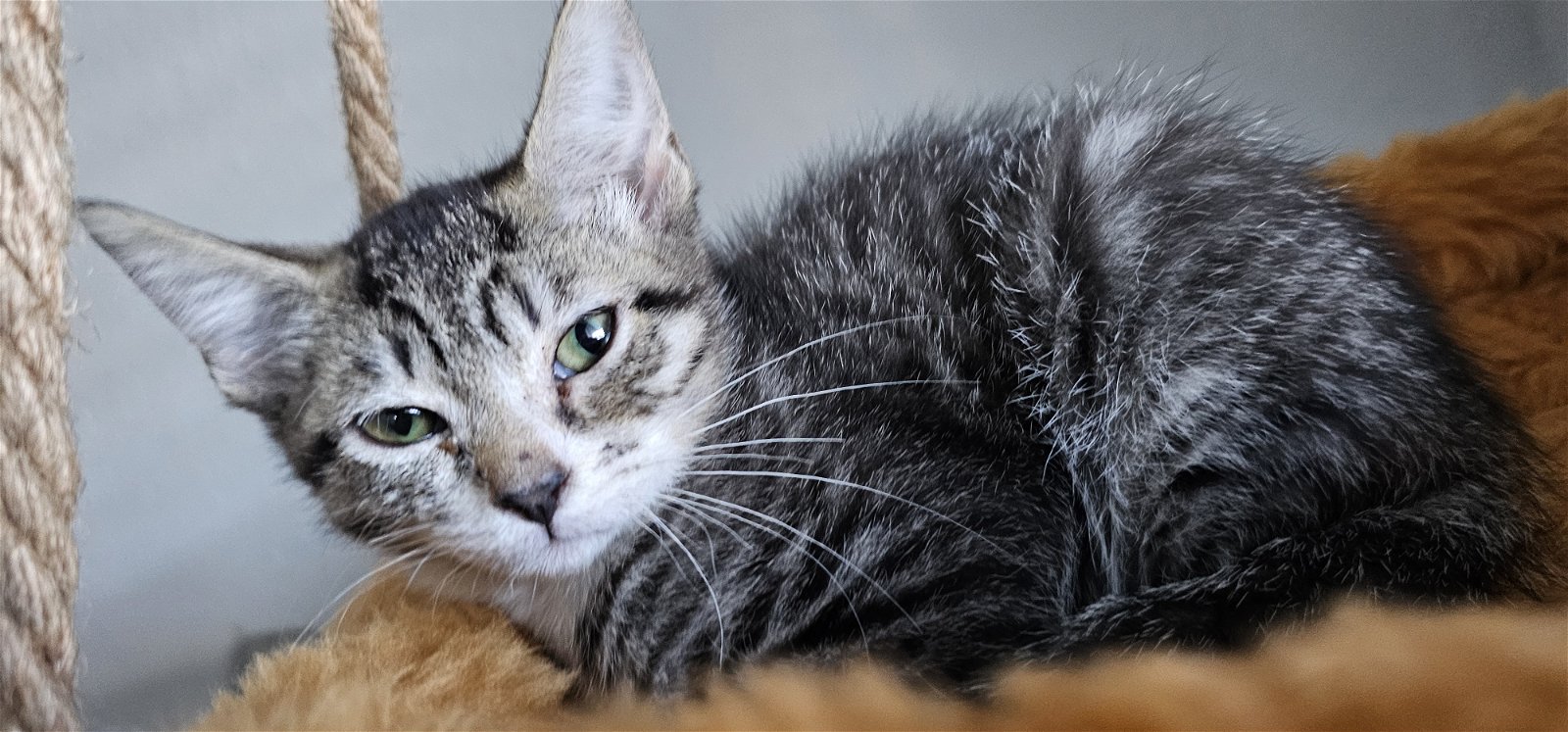 adoptable Cat in Hanover, PA named Dani