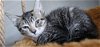 adoptable Cat in hanover, PA named Dani