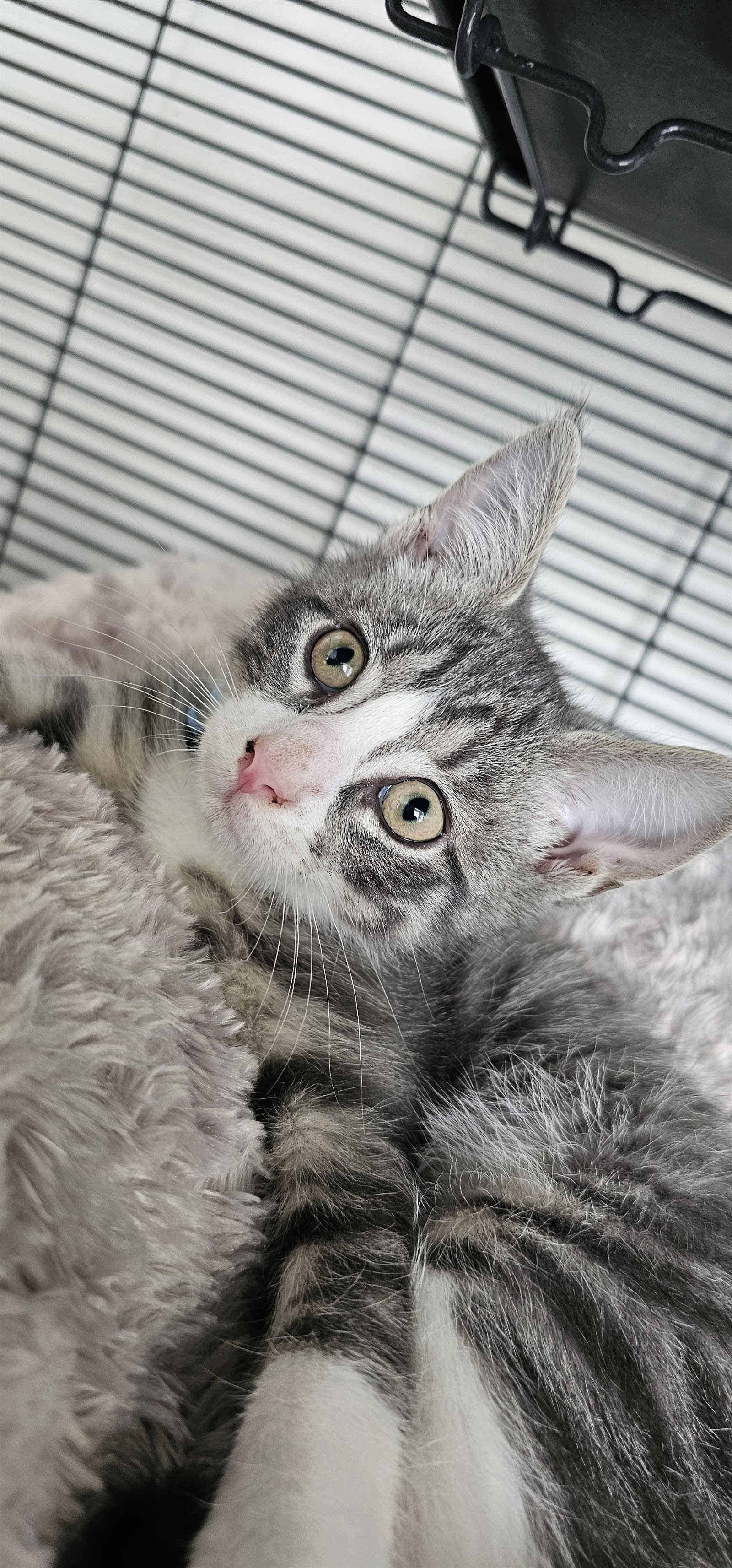 adoptable Cat in Hanover, PA named Talon
