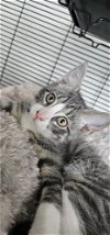 adoptable Cat in hanover, pa, PA named Talon