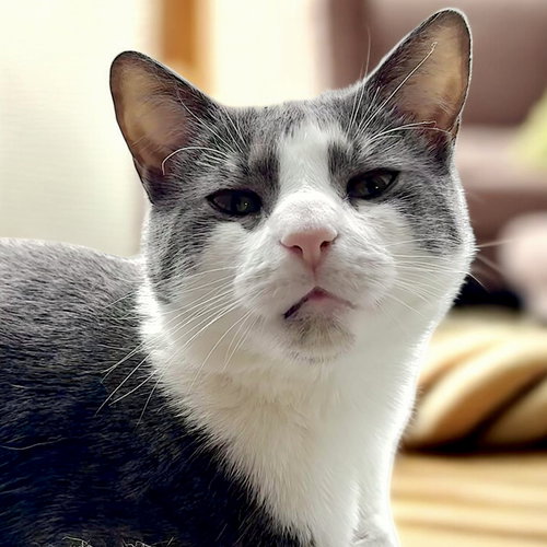 picture of the cat needing adoption