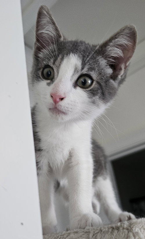 DAX - Domestic Short Hair available for adoption