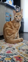 adoptable Cat in Hanover, PA named Honey Bunches